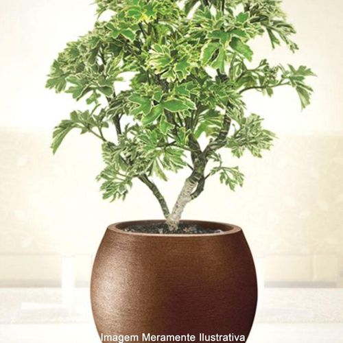 Vaso Oval Nutriplan Grafiato Ferrugem N°58