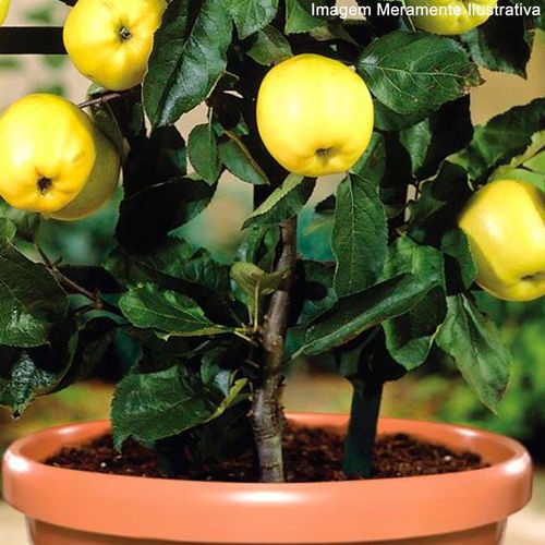Vaso Plástico Nutriplan Primavera N°5