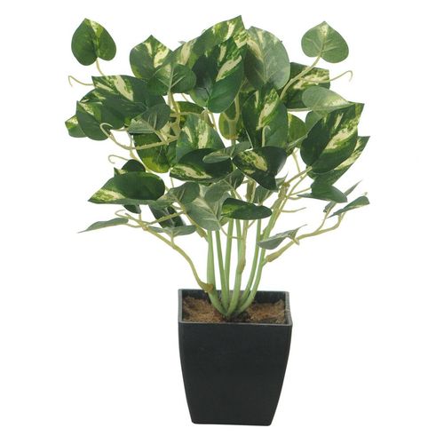 Folhagem Jiboia Flor Arte com Pote Verde Branco 22Cm